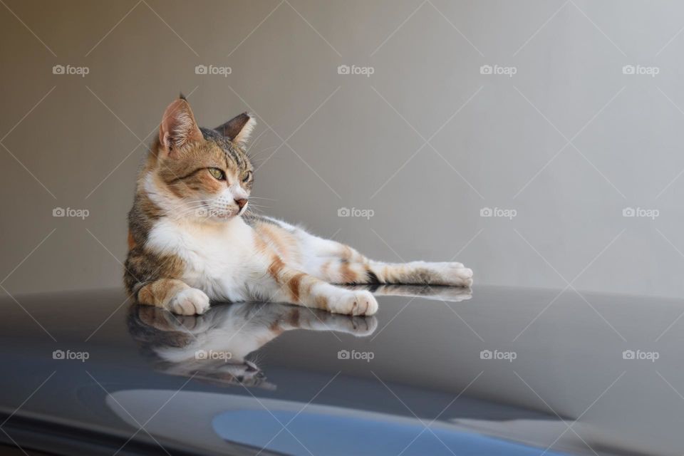 Cat sitting on the top of a car.  Happy cat with smiling face