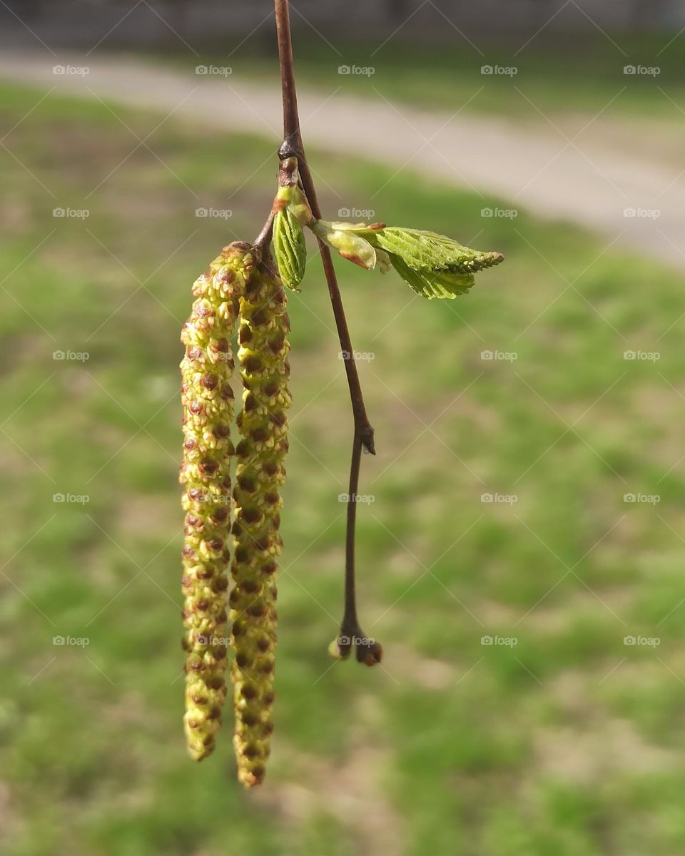 Spring. Birch buds