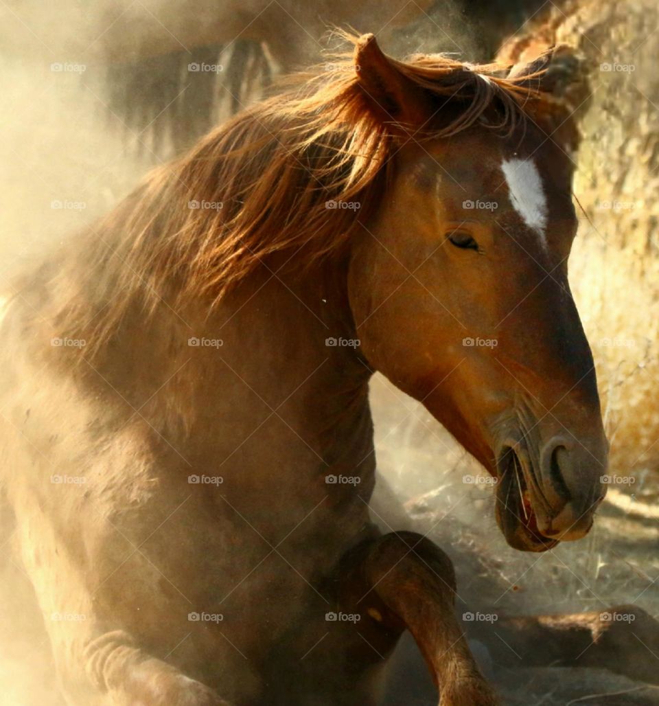 Wild Horse Rolling in Dust