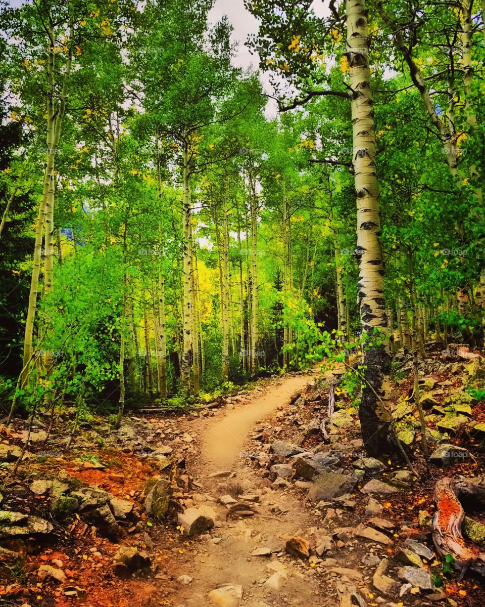 Beautiful trail up on Aspen, Colorado