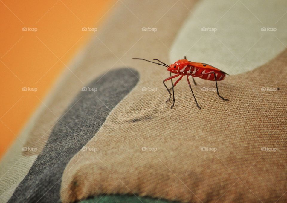 my little red friend on my car seat...