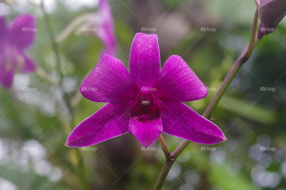 purple orchid