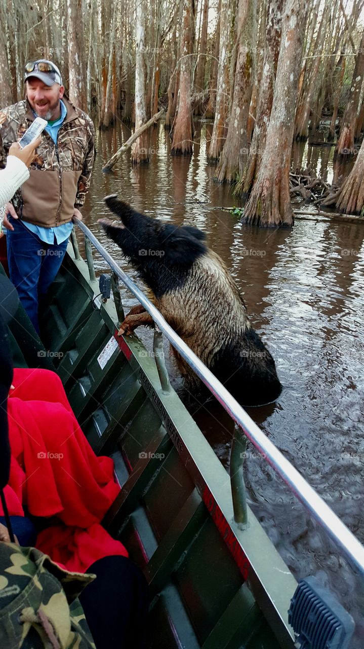 Person photographing the pig in water