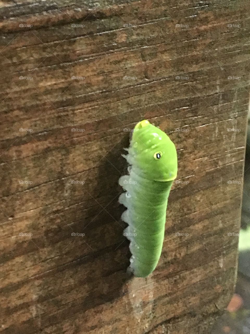 Caterpillar, nature, green, bug 