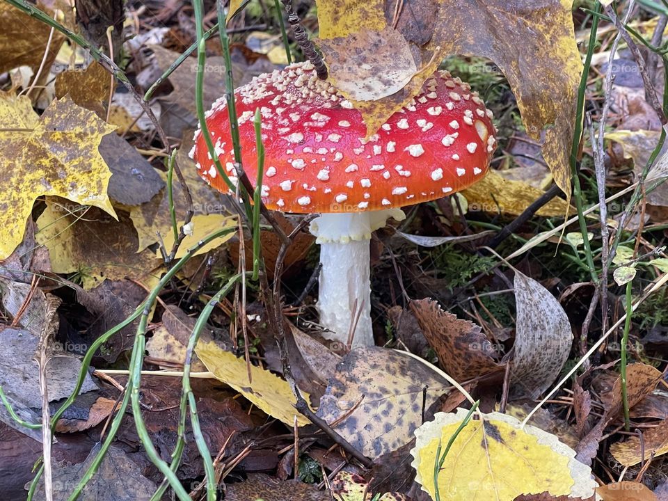 Amanita, toadstool, flugsvamp.