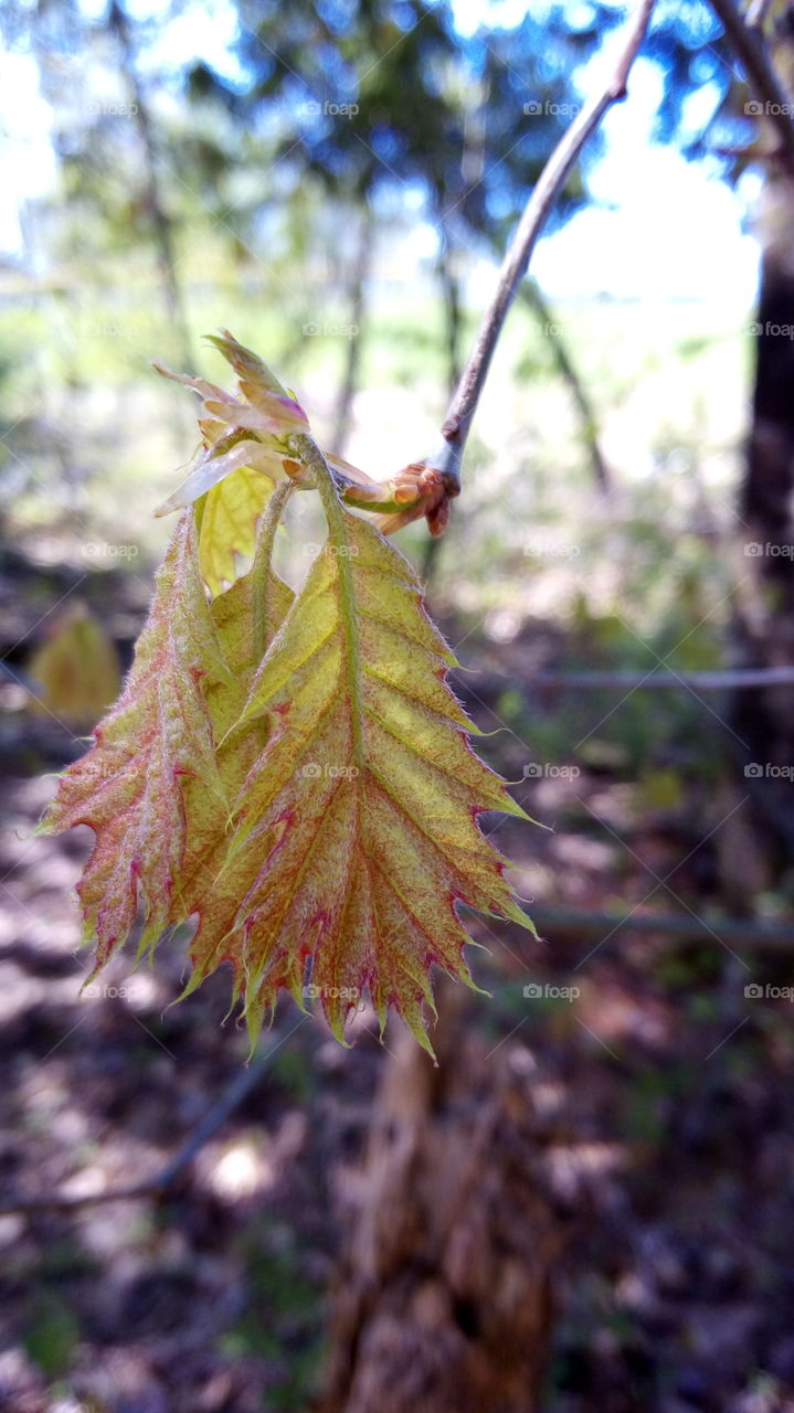 Oak leaves newly emerged