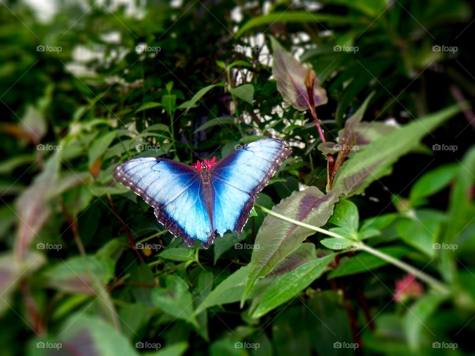 Butterfly Rainforest @ Florida Museum of Natural Resources - Gainesville, Florida 