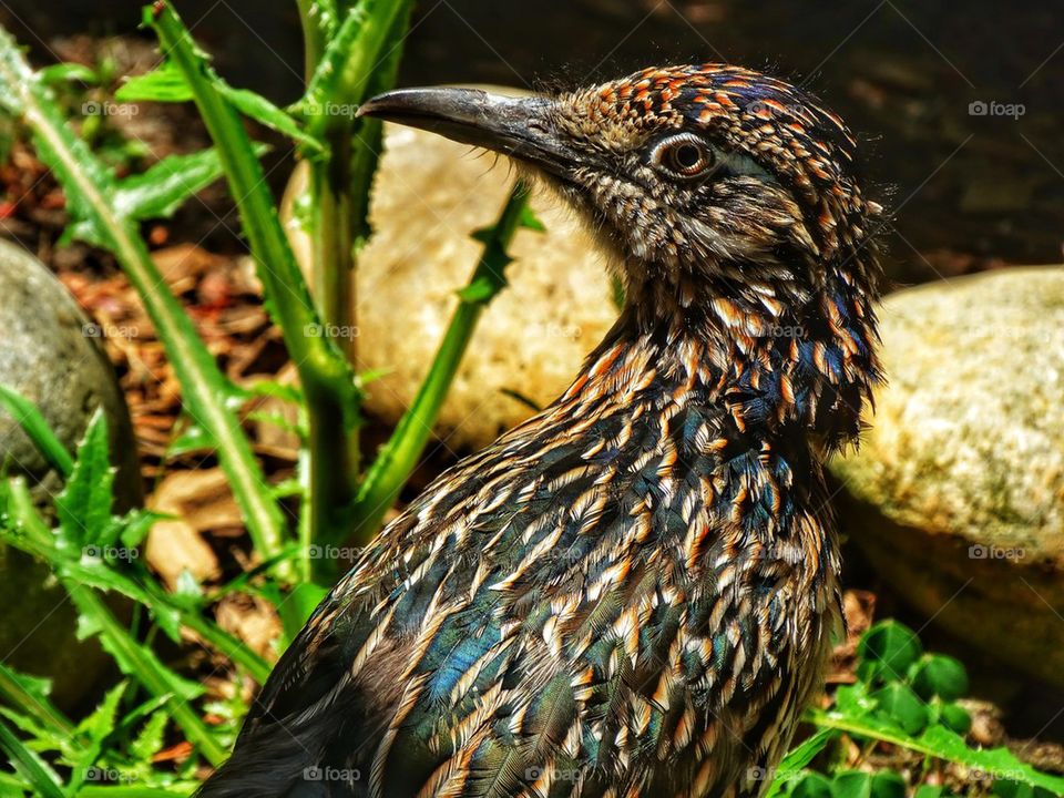 desert roadrunner bird