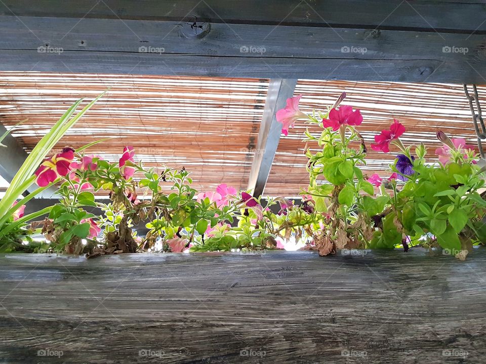 house plant, petunias