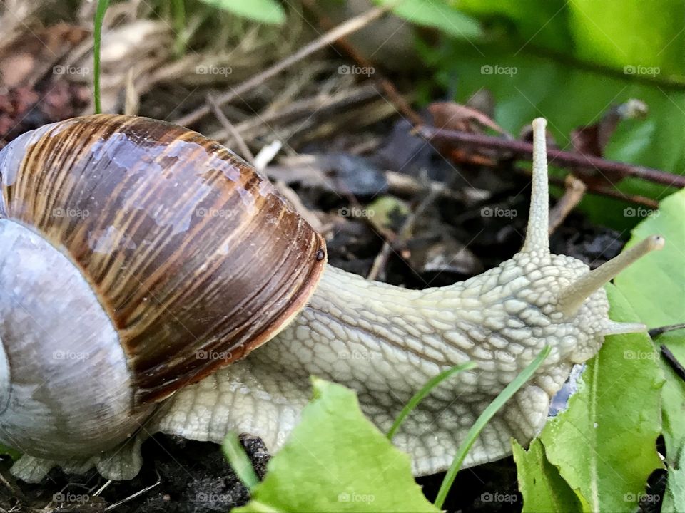 Snail in the meadow