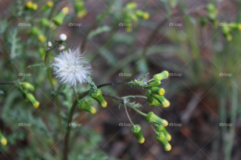 Dandelion fluff in April 