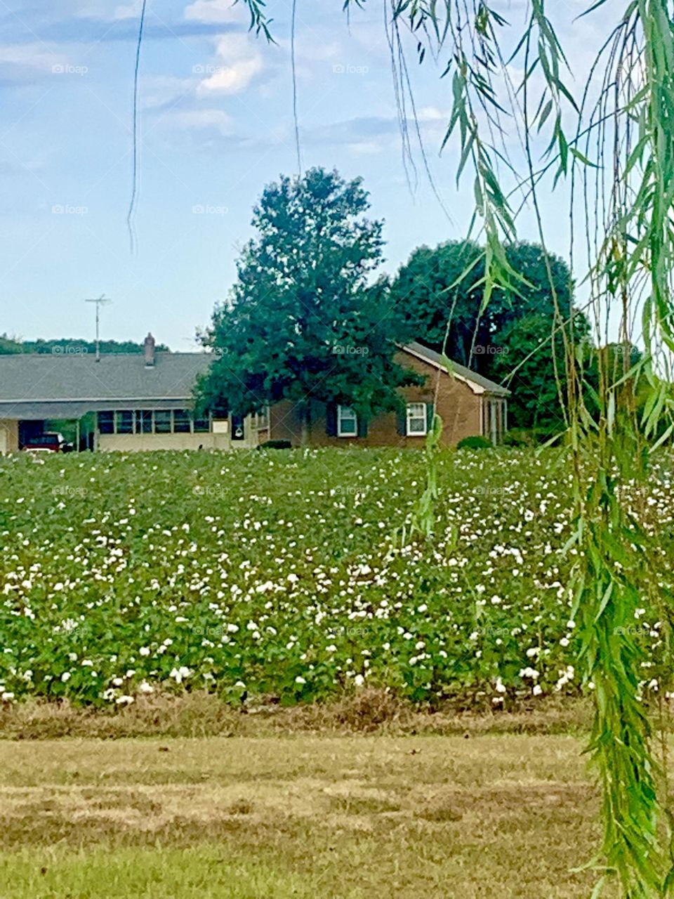 Cotton fields 