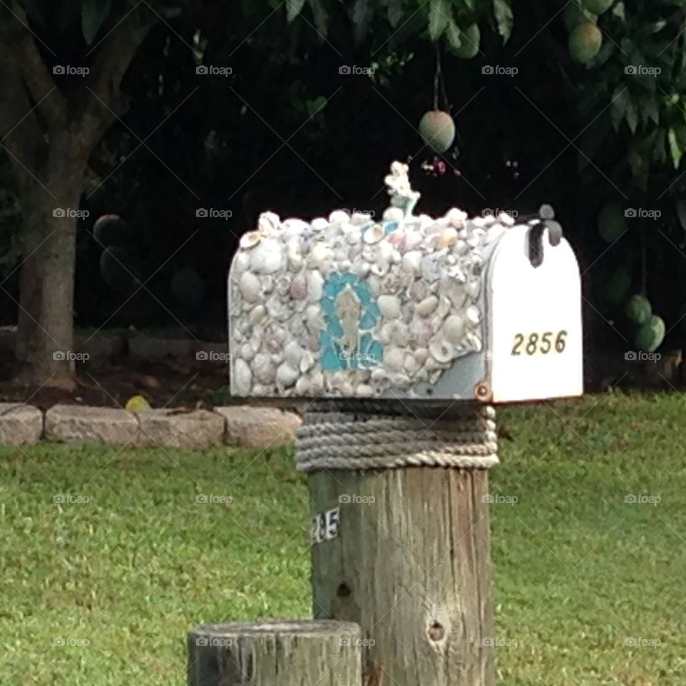 Frog seashells mailbox