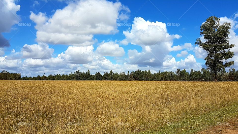 fields and beautiful sky