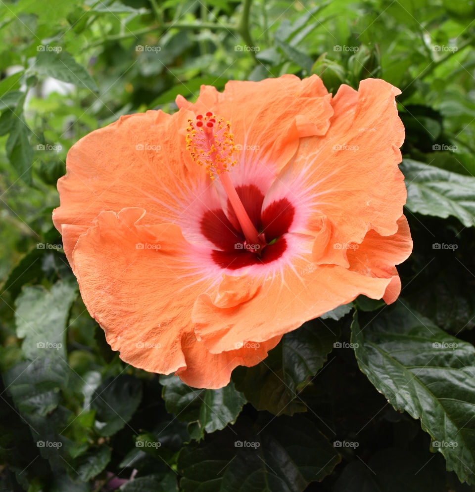 Orange hibiscus flower