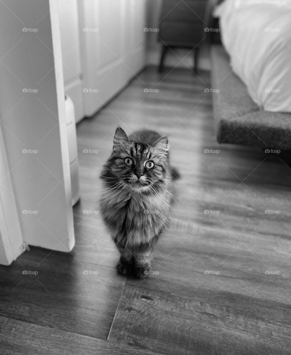 Black and white photo of a tabby cat 