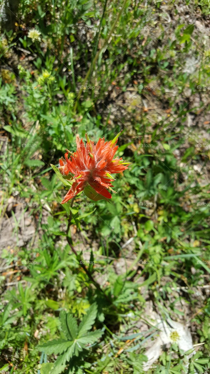 Utah Flowers