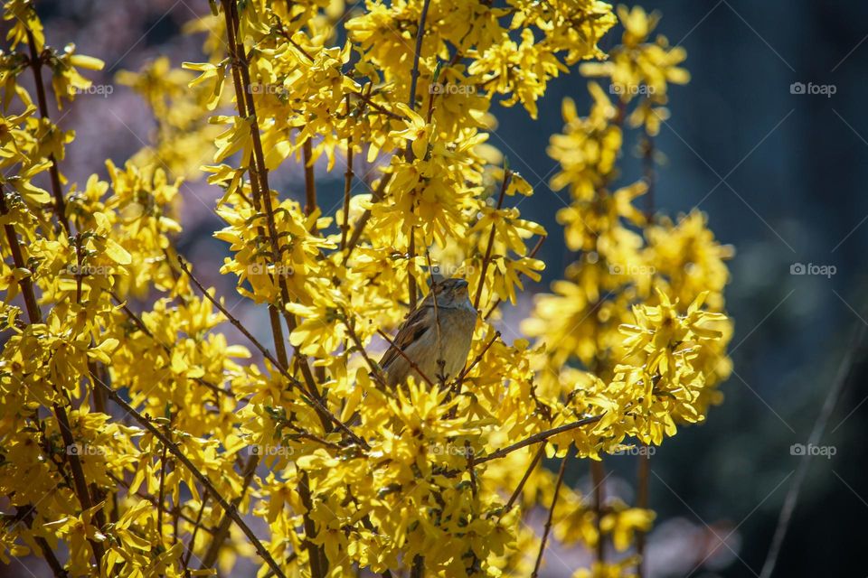 Sparrow at the yellow blooming