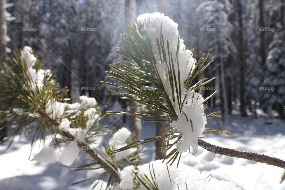 Snow on pine needles