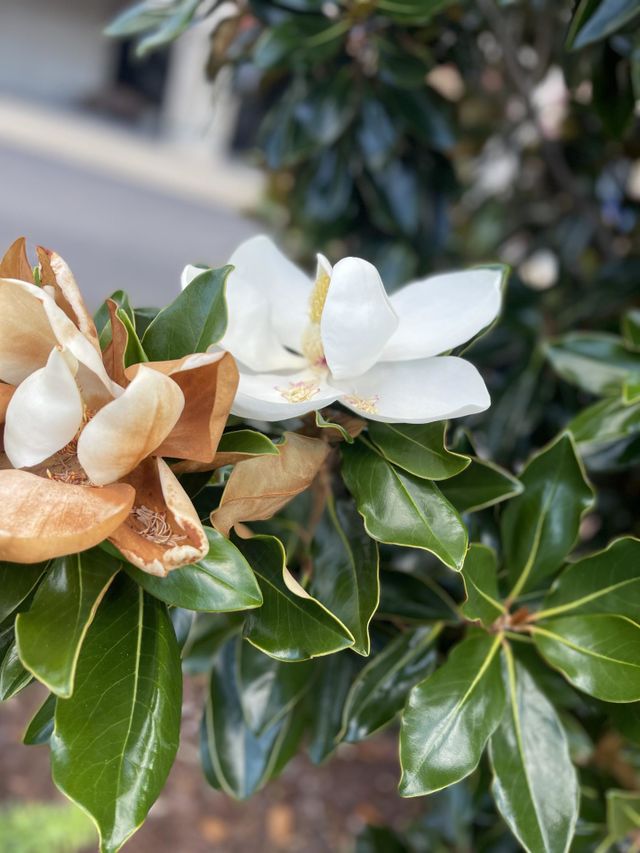 Beautiful Southern Magnolia Flower view in Destin Florida. 
