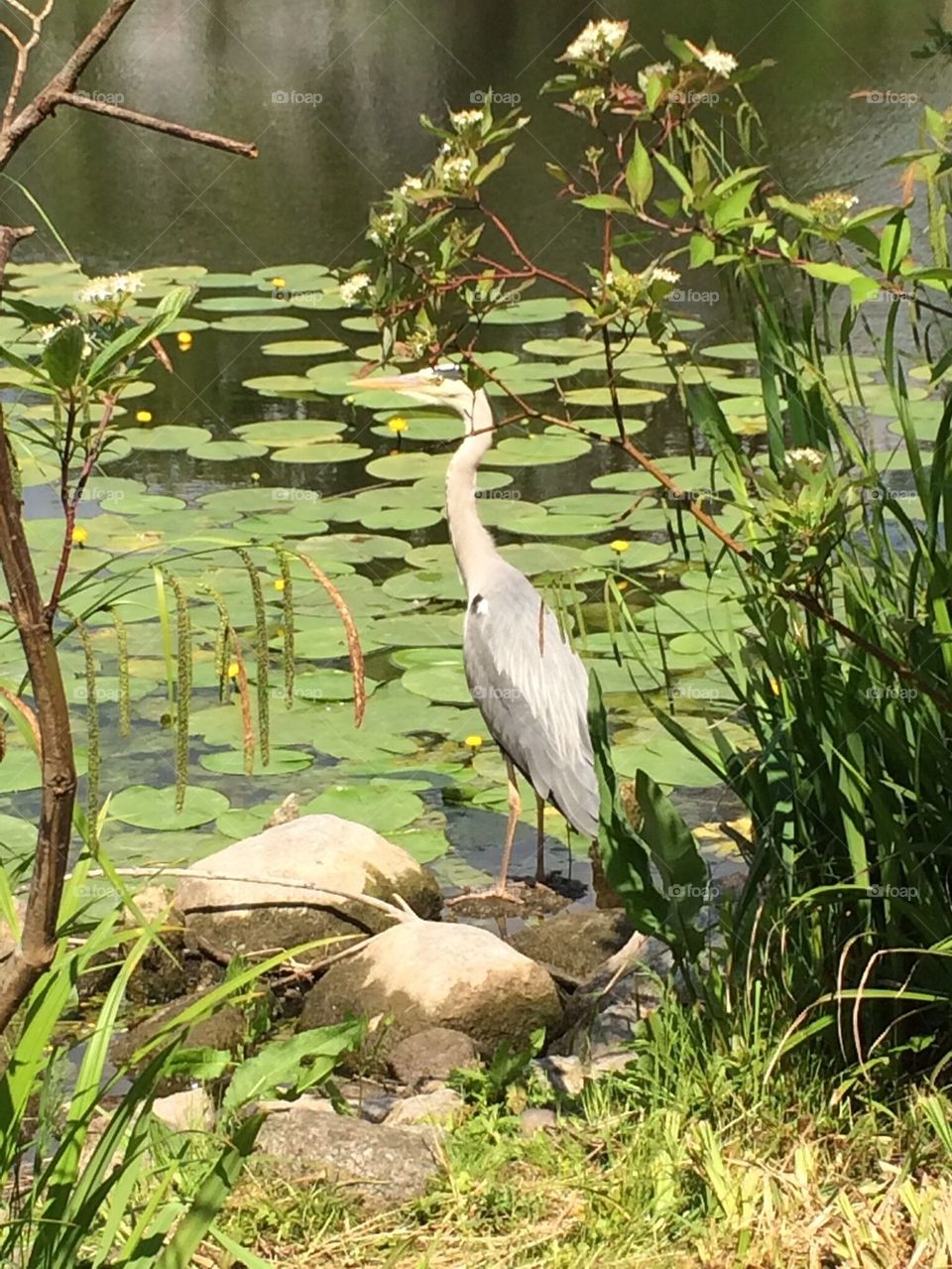 Bird Botanical gardens