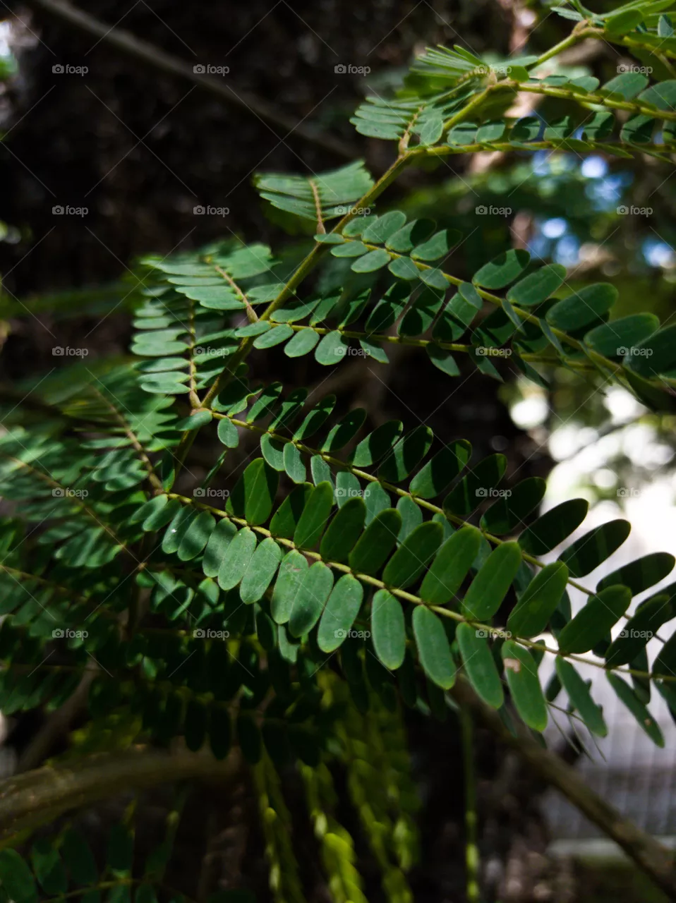 Green Leaves