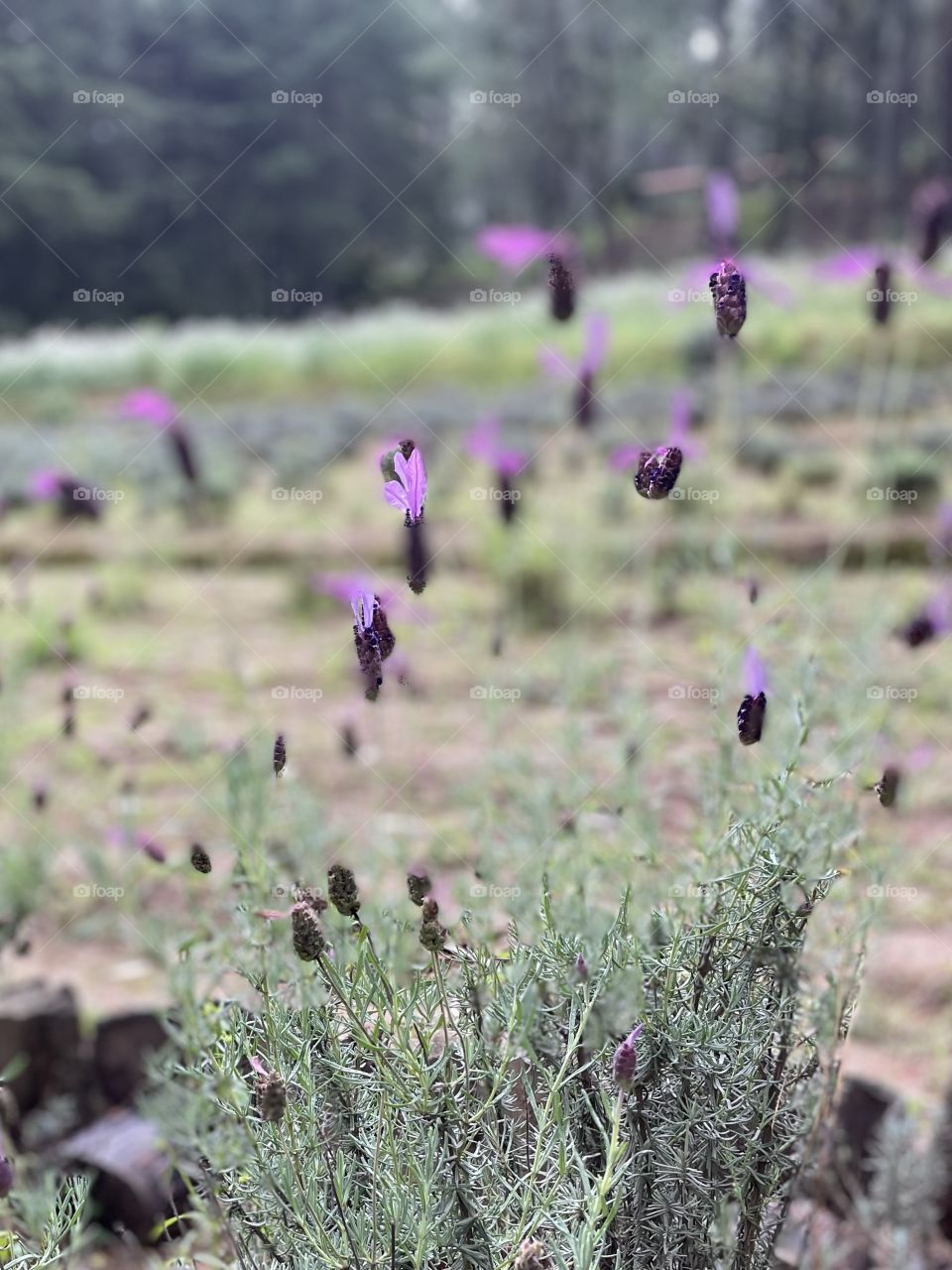 Lavanda