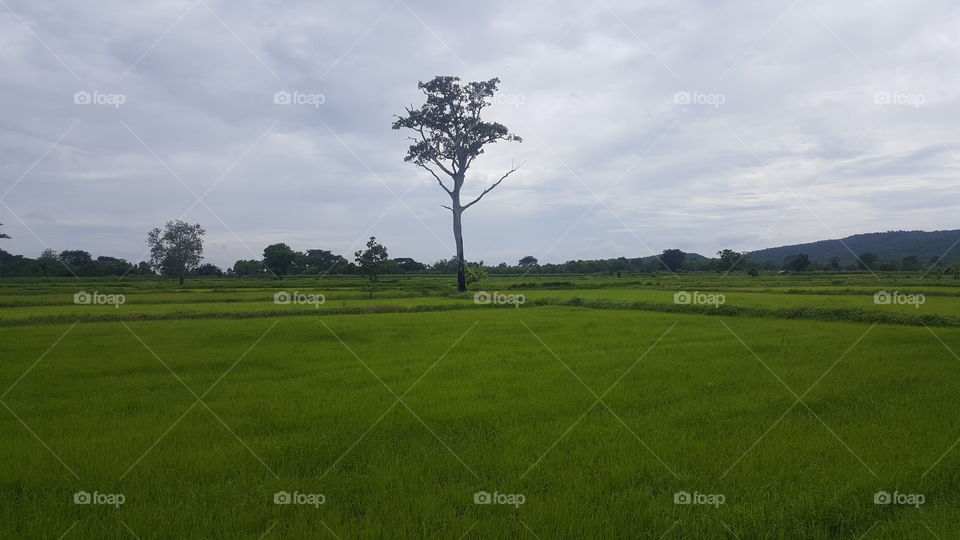 Rice field in isaan thailand