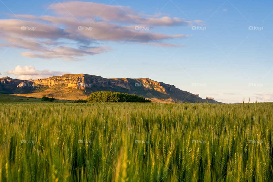Sunset over a field of wheat with sandstone mountains in the background. Beautiful clouds in the sky. Image from the Eastern Free State South Africa