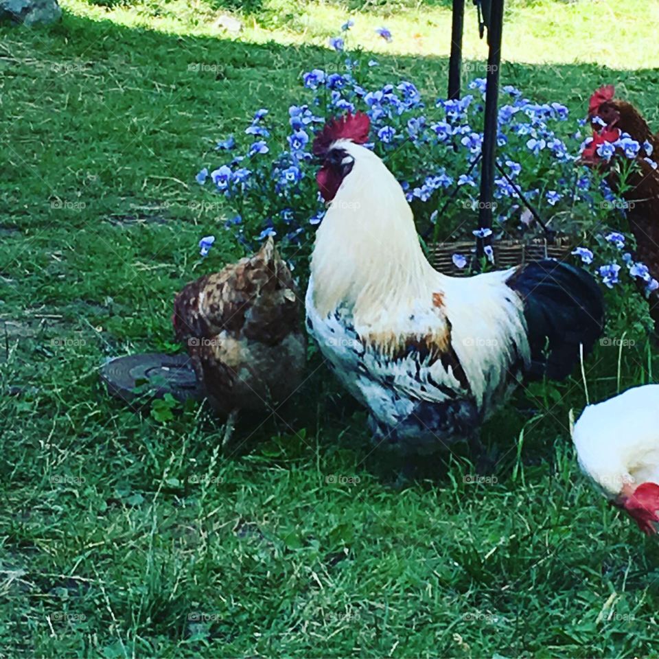 Chickens in freedom