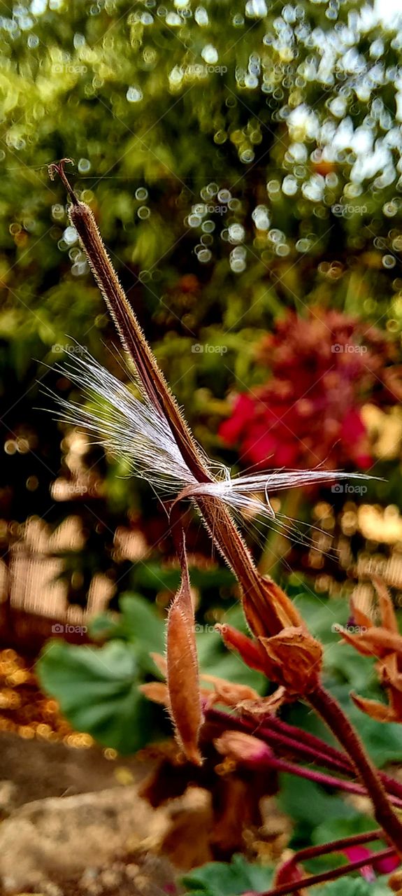 close-up of seeds on plant