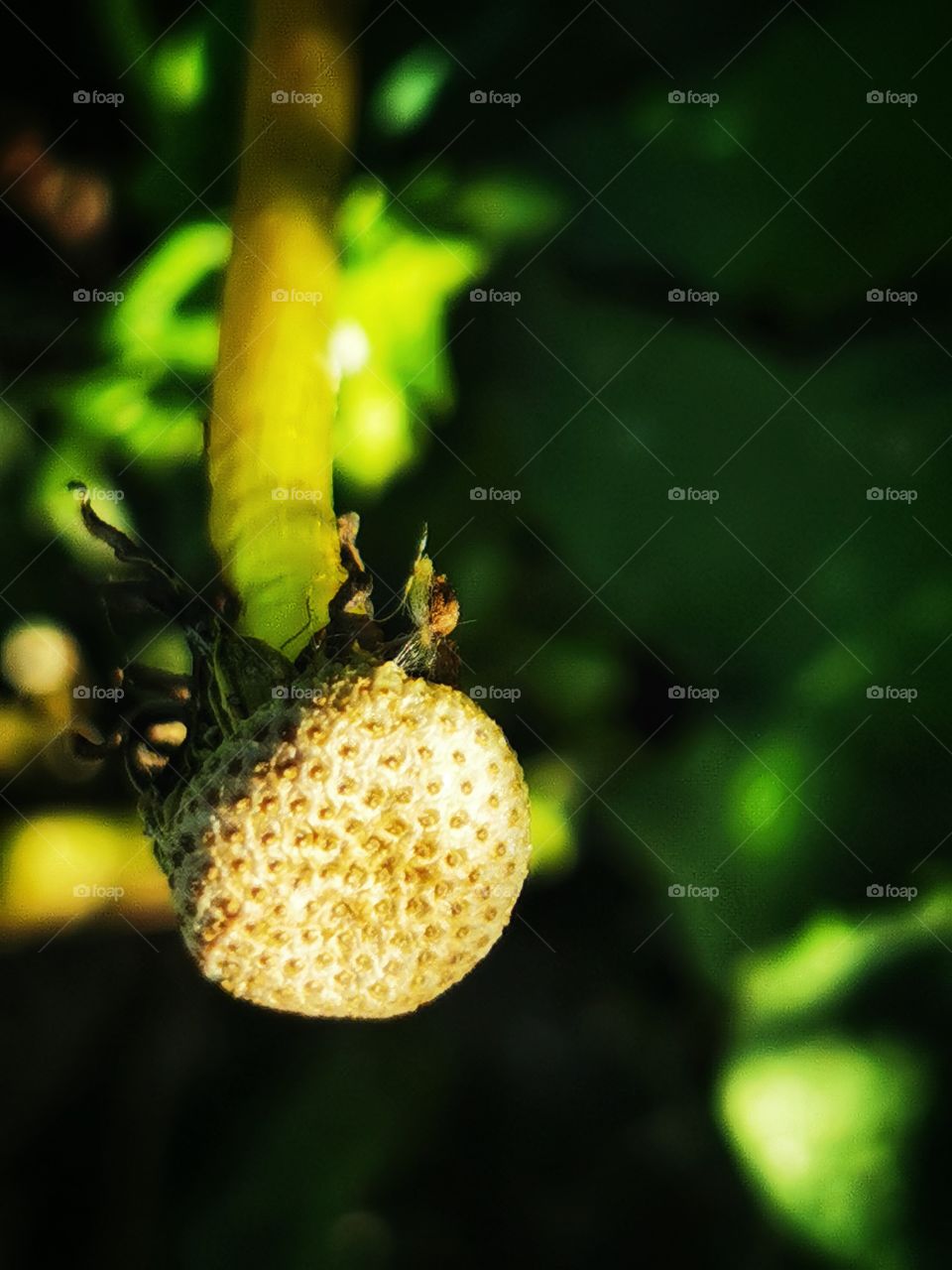 Forest day outdoor nature greens wild forest greens sky clouds moody