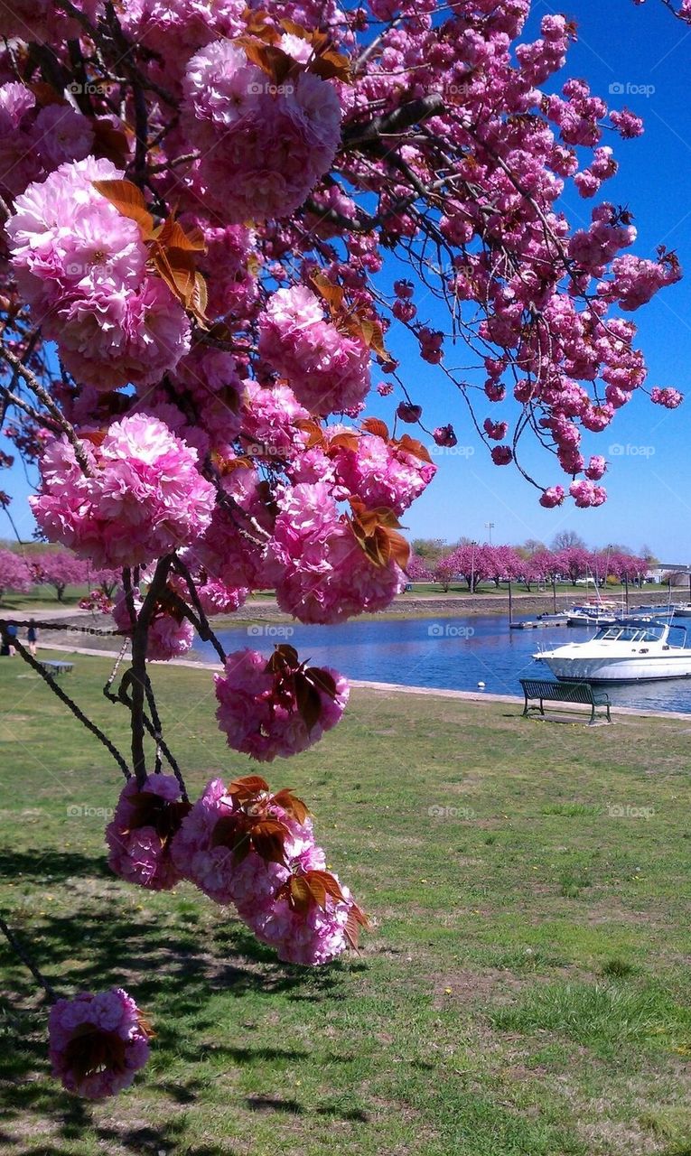 Cherry blossoms by the water 