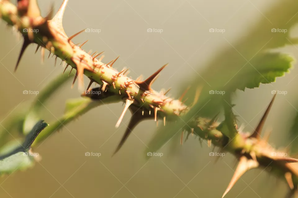 Thorns