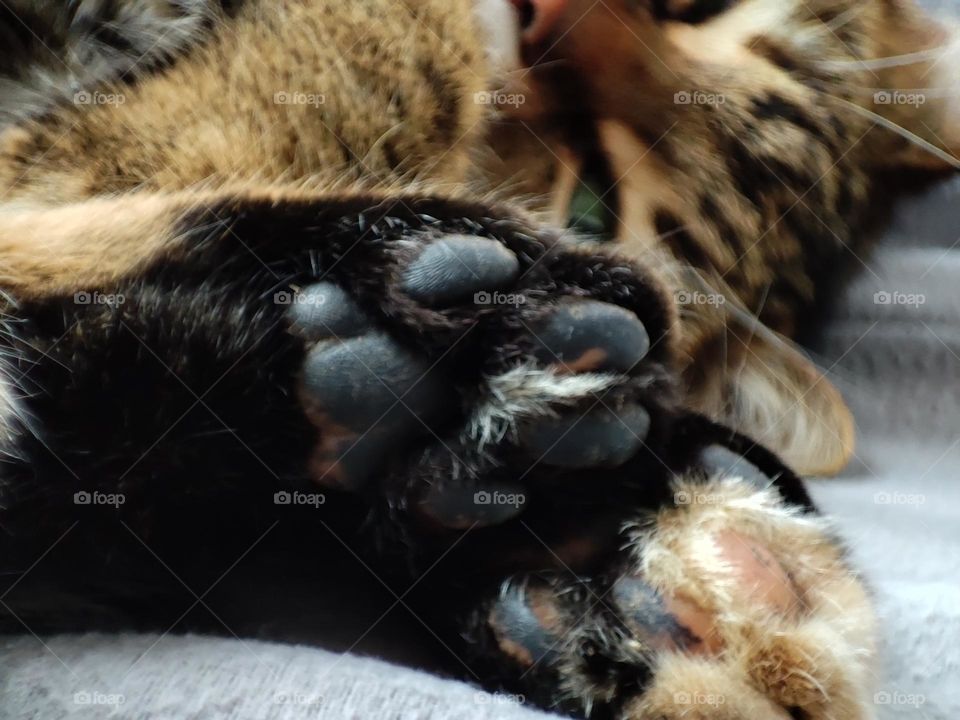 A beautiful close-up photo of a sleeping cat with a cute face, nose, paws, eyes and whiskers