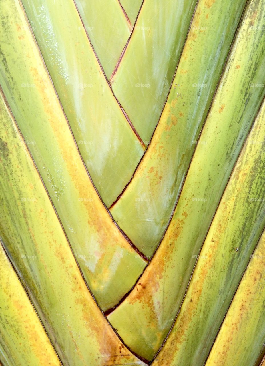 Abstract pattern taken from a travelers Palm