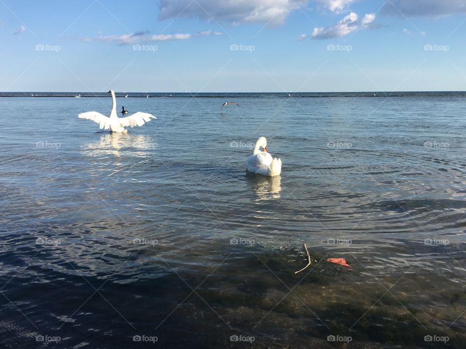 White Swan take off