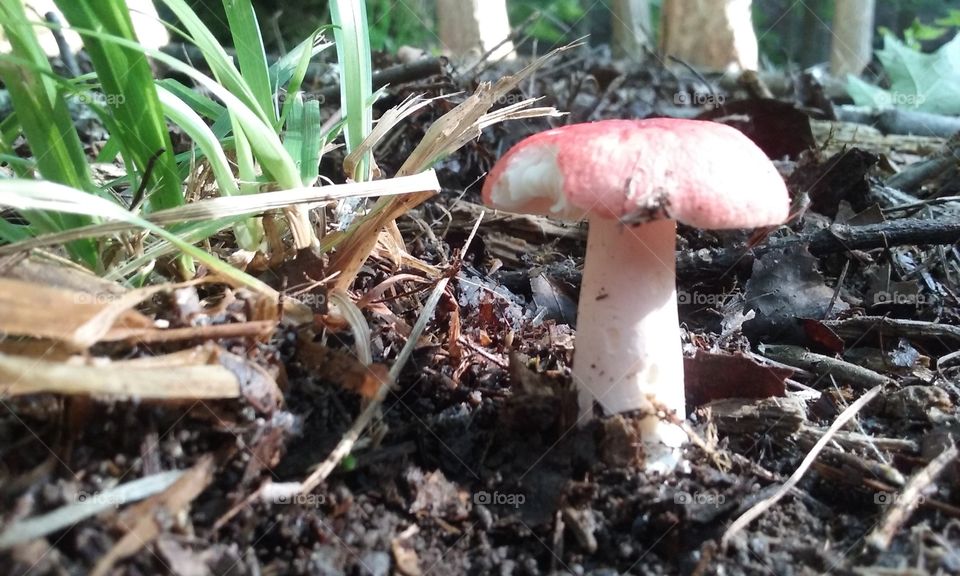 Mushroom. fungus on the forest floor