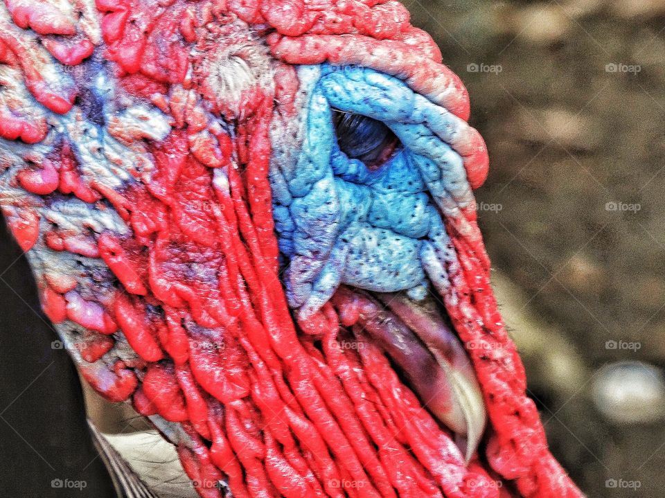 Male Wild Turkey