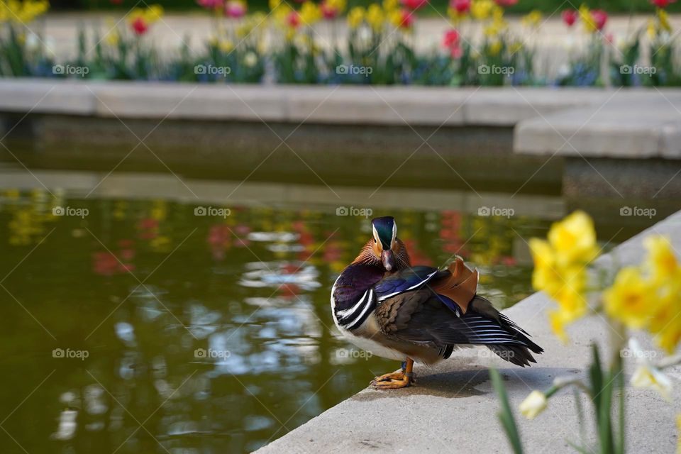 mandarin duck in the park in spring