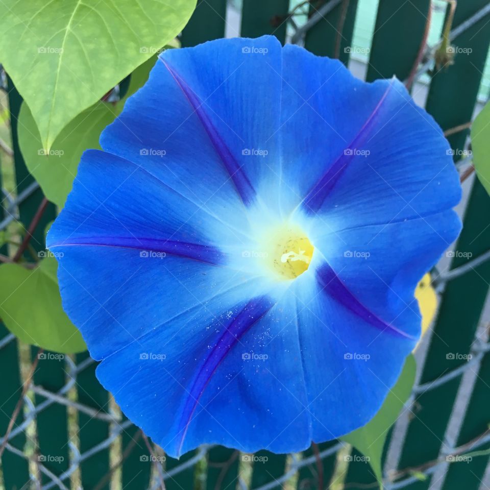 Blue Morning Glory