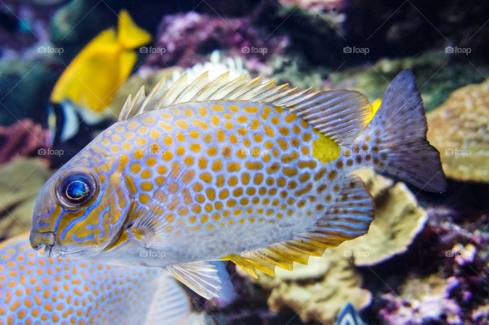Fish in the aquarium 