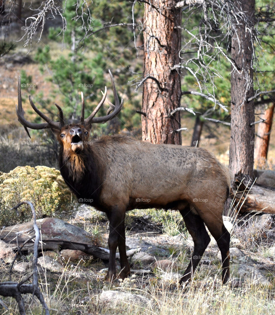 Elk