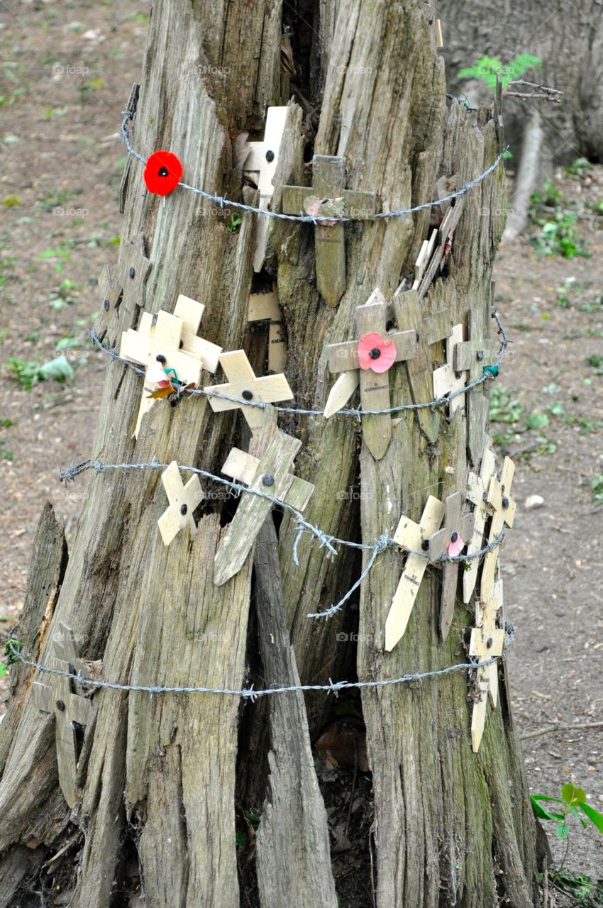 Tree trunk at Hill 62, Ypres