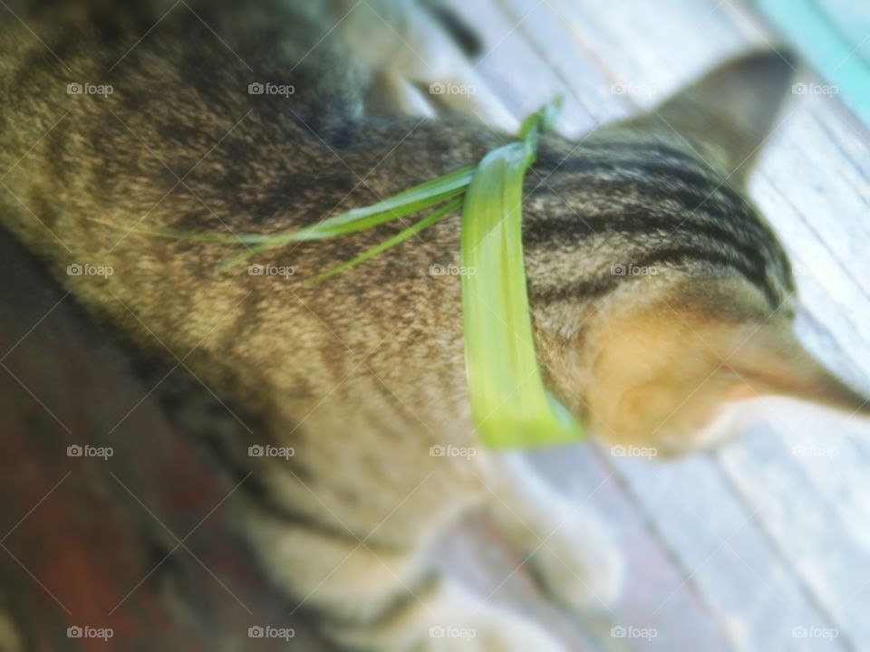 gato com colar de folha