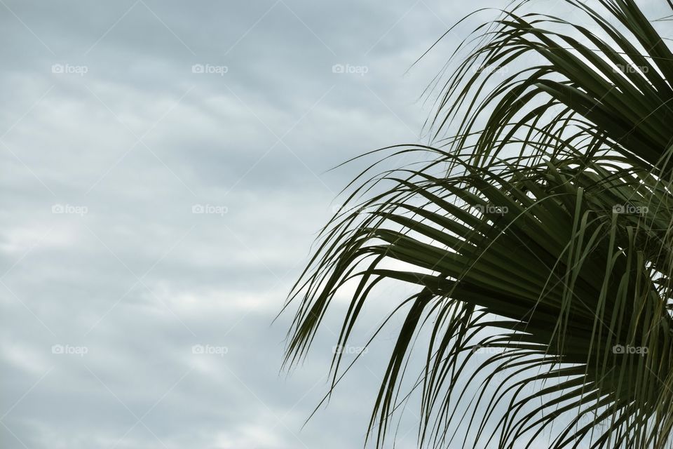 Palm leaves against blue sky