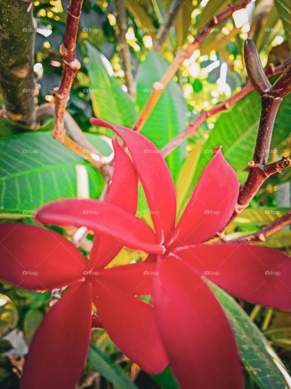 red frangipani flowers in the garden