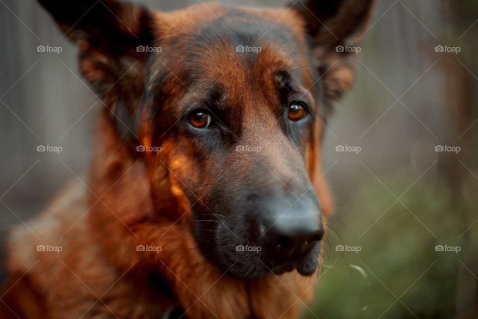 German shepherd dog outdoor portrait