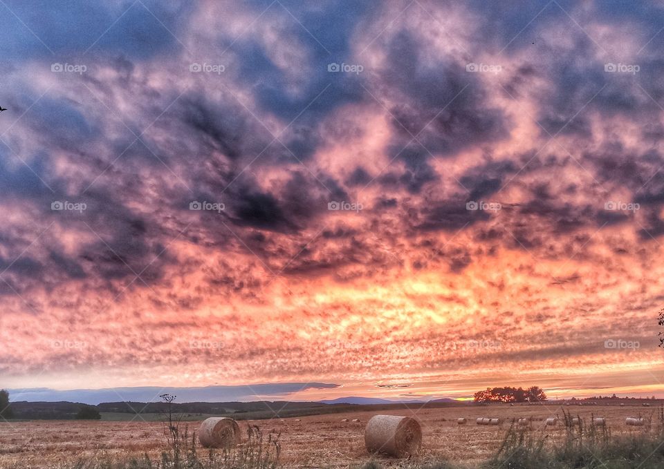 sunset over the field