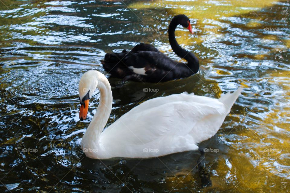 A black and white swan